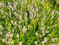 Preview: Rundblättriger Rotala grün - Rotala rotundifolia green